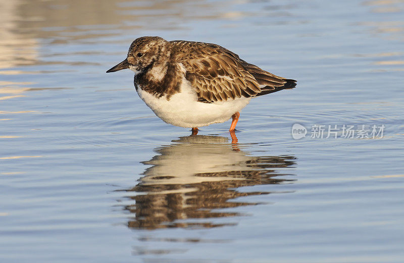 罗得迪turnstone, Arenaria interpres, Fort DeSoto County Park, Tierra Verde, Florida